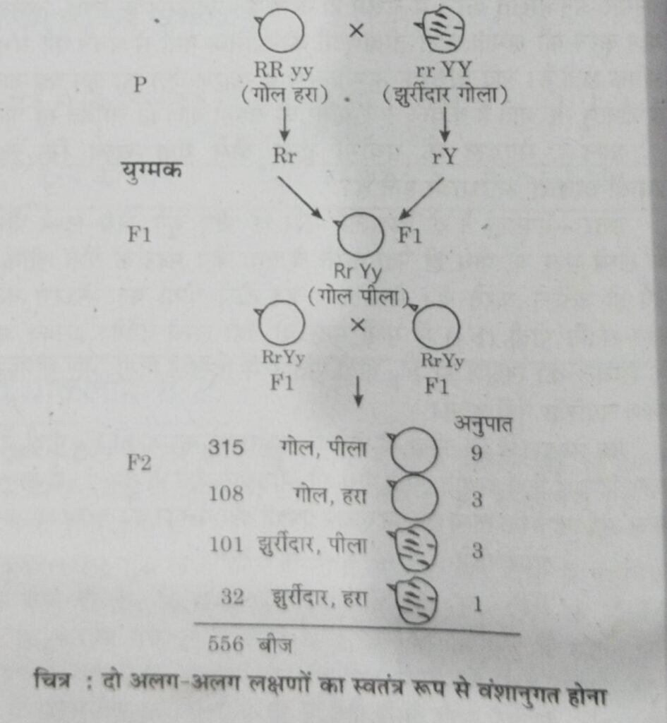 UP Board And NCERT Solution Of Class 10 Science Chapter 8 Heredity